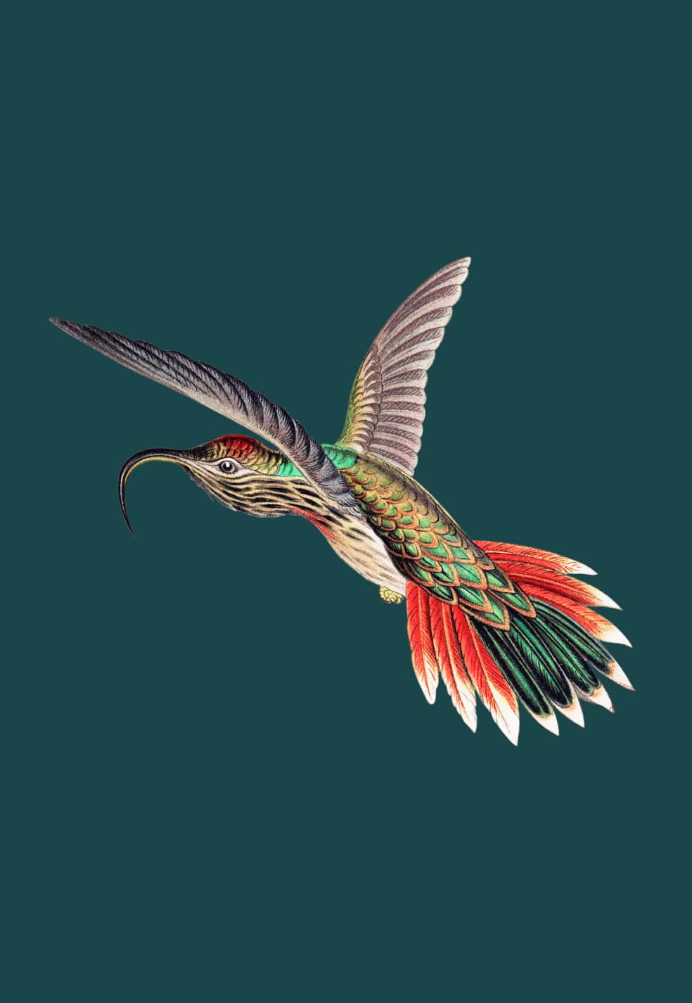 Illustration eines fliegenden Vogels.